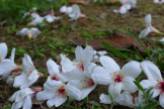 April Snow - tung flowers