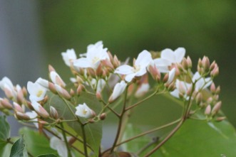 Tung Tree Flowers(油桐花)