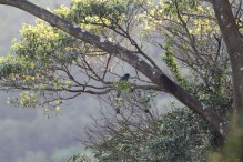 Taiwan Blue Magpie (台灣藍鵲)